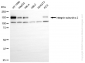 KO Validated Anti-Integrin Subunit Alpha 2 Rabbit Monoclonal Antibody